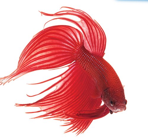 API BETTAFIX Antibacterial & Antifungal Betta Fish Infection and Fungus Remedy 1.7-Ounce Bottle