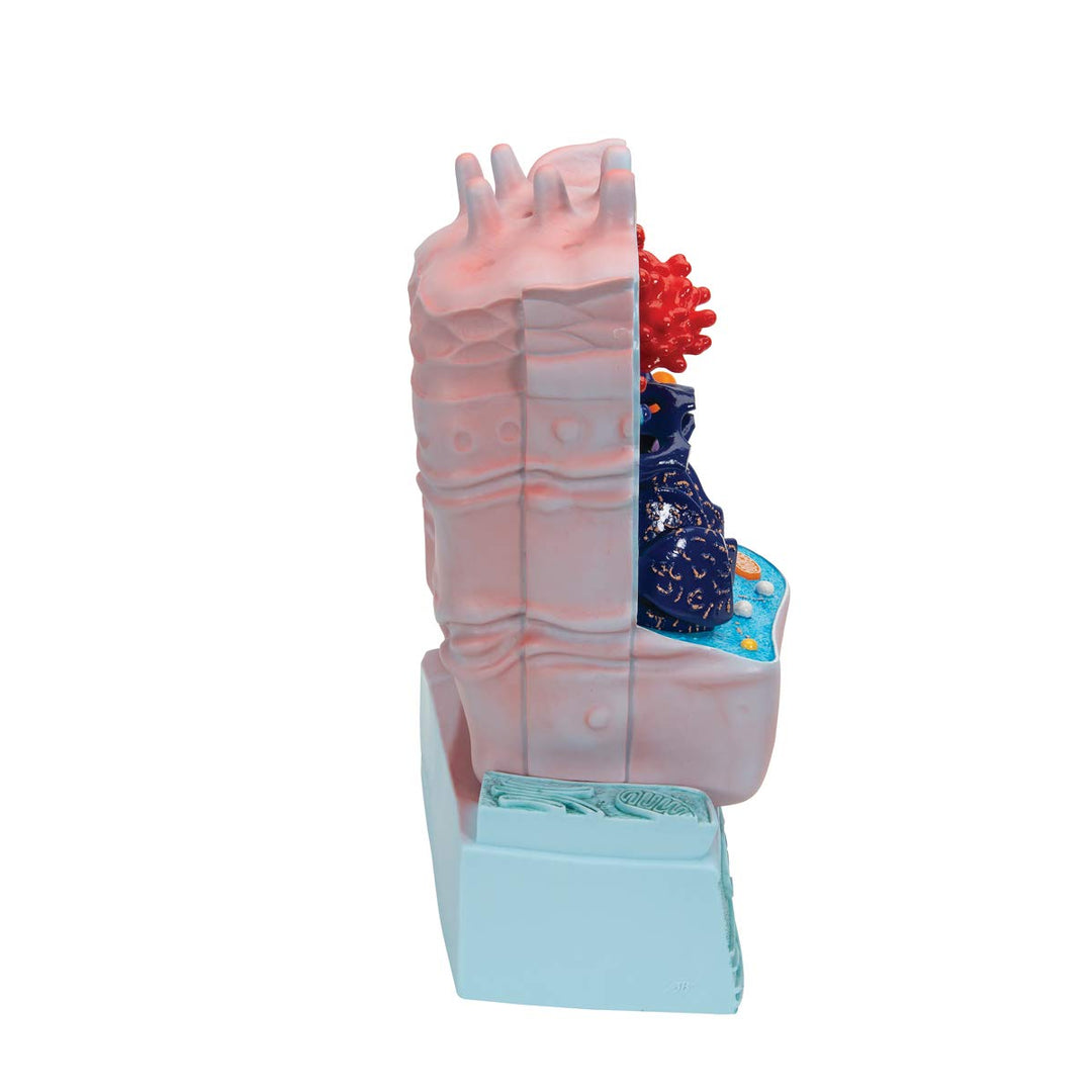 R04 Animal Cell Model, 8.3 x 4.3 x 12.2