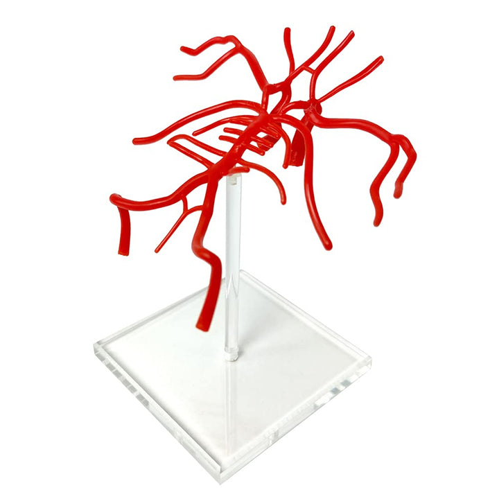 Evotech Brain Artery Model, Life Size Intracranial Arte