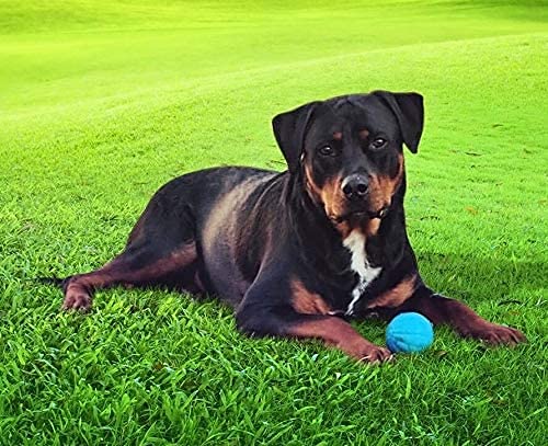 Talking Babble Ball - Interactive Chew Dog Toy - Large