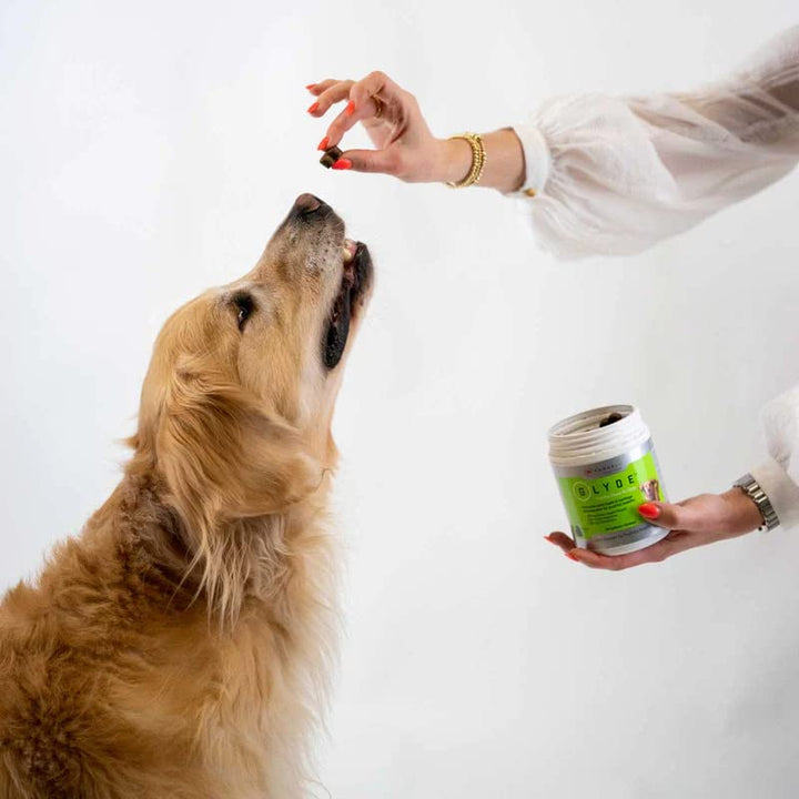 Mobility Chews for Dogs – Arthritis &amp; Joint Support | 120 Soft Chews | Green-Lipped Mussel, Glucosamine, Chondroitin &amp; Omega-3 | Gluten-Free Supplement
