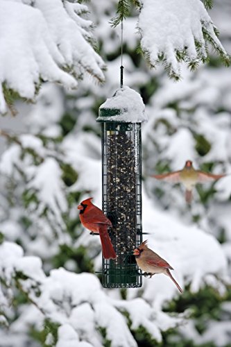 Classic Squirrel-proof Bird Feeder w/4 Feeding Ports, 2.4-pound Seed Capacity