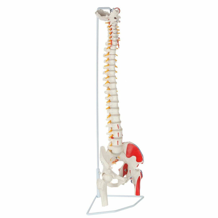 Cranstein Scientific S24.3117 Spinal Column With Muscle Painting