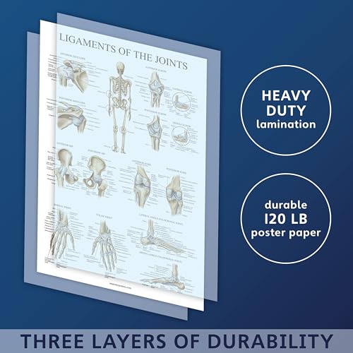 Palace Learning 4 Pack - Anatomical Poster Set - Laminated - Muscular, Skeletal, Ligaments of the Joints, Anatomy of the Spine - Anatomy Chart Set (LAMINATED, 18” x 24”)