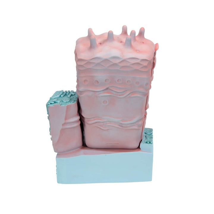 R04 Animal Cell Model, 8.3 x 4.3 x 12.2