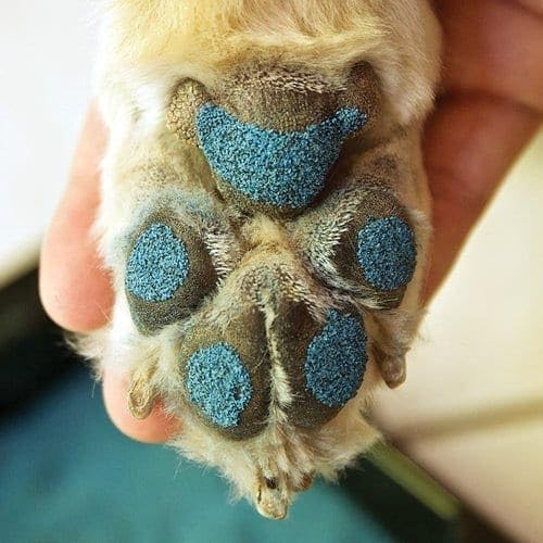 - Instant Traction for Senior and Special Needs Dogs; Vet-Developed Paw Grip Kit to Reduce Slipping, Build Confidence and Restore Quality of Life.