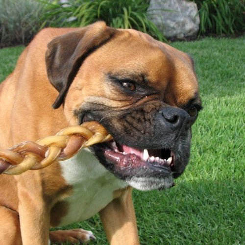 Natural 7” Braided Bully Sticks for Dogs, Tough Long-Lasting, Rawhide-Free, Low Odor, Healthy Single Ingredient Chew Treat for Aggressive Chewers, 10 Count, Packaging May Vary