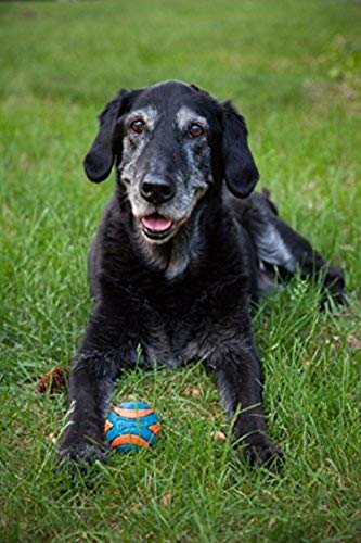 Ultra Squeaker Ball Dog Toy, Small (2 Inch) 2 Pack for Small Breeds