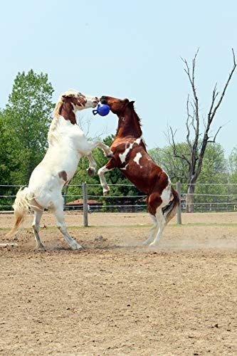 Horsemen's Pride 10 Jolly Ball Horse Toy, Blue, XLARGE, All Breed Sizes
