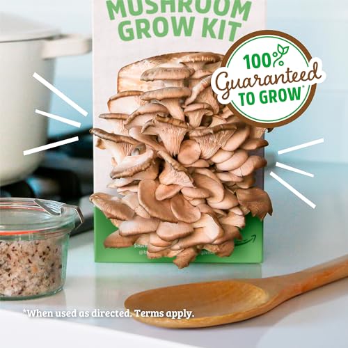Organic Oyster Mushroom Grow Kit, Harvest Gourmet Mushrooms In 10 Days