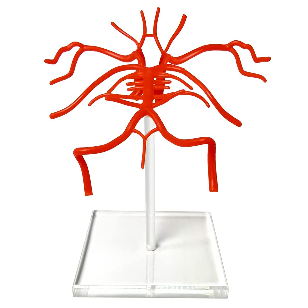 Evotech Brain Artery Model, Life Size Intracranial Arte