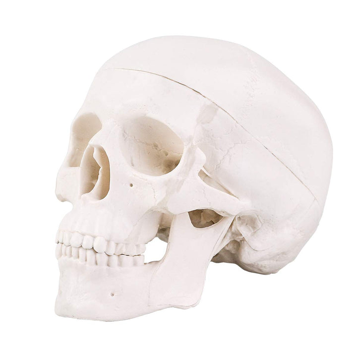 Mini Skull Model - 3 Parts Small Size Human Anatomical Anatomy Medical Teaching Skeleton Head Studying