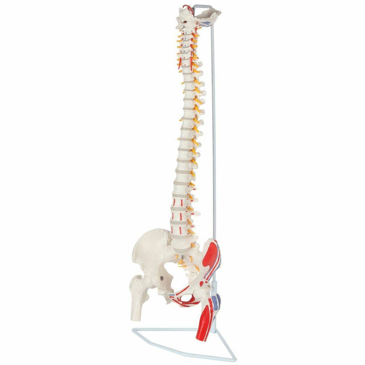 Cranstein Scientific S24.3117 Spinal Column With Muscle Painting
