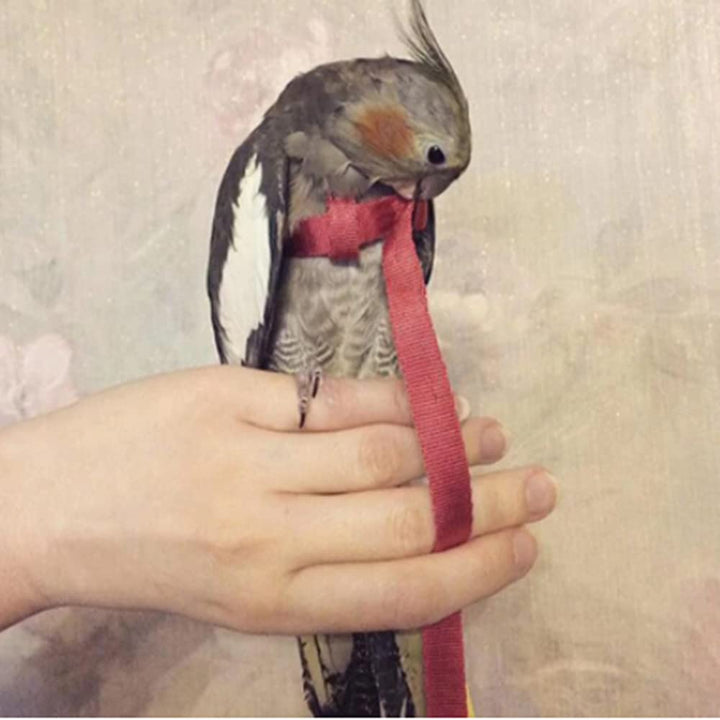 Anelekor Adjustable Birds Harness and Leash Parrot Harness Leash Training Supplies Pet Anti-bite Outdoor Flying Rope for Conures Budgerigar Lovebird Cockatiel Mynah (M, Red)