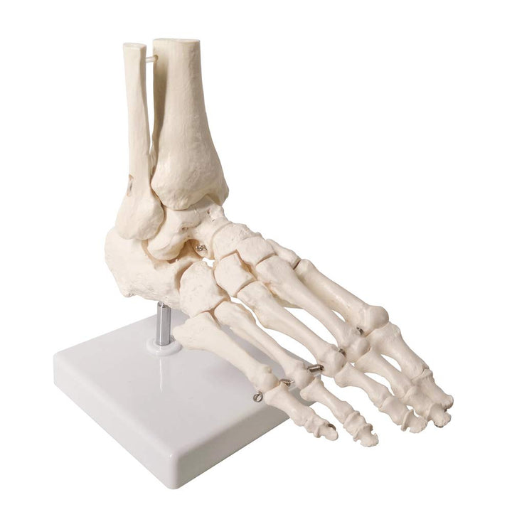 Evotech Scientific Human Foot and Ankle Model, Life Size Medical Anatomy Foot Skeleton Model W/Tibia Fibula, Right, Fully Articulated, Human Skeleton Model for Medical Study &amp; Science Classroom