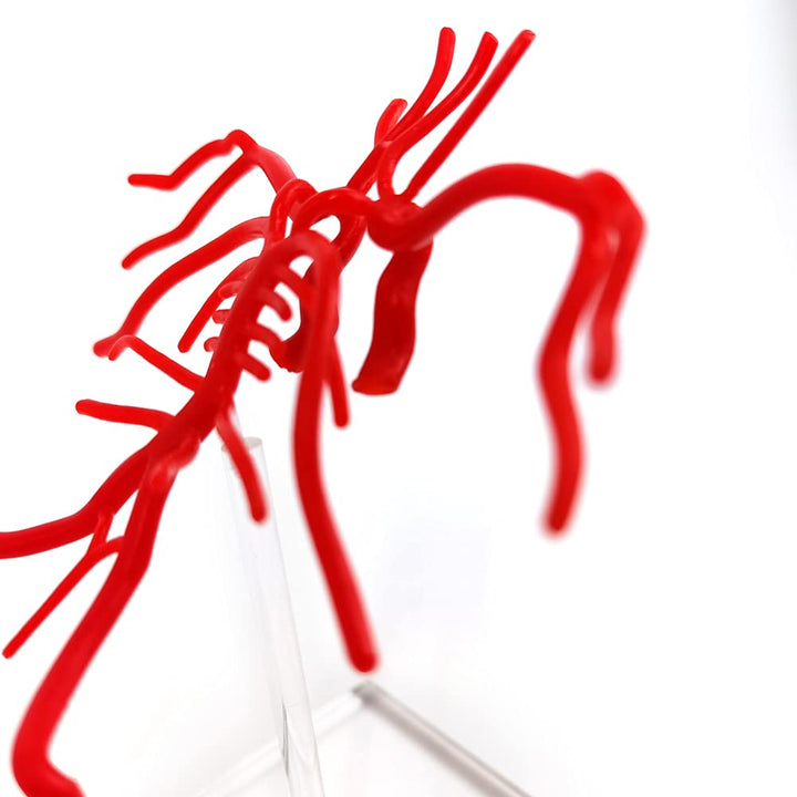 Evotech Brain Artery Model, Life Size Intracranial Arte