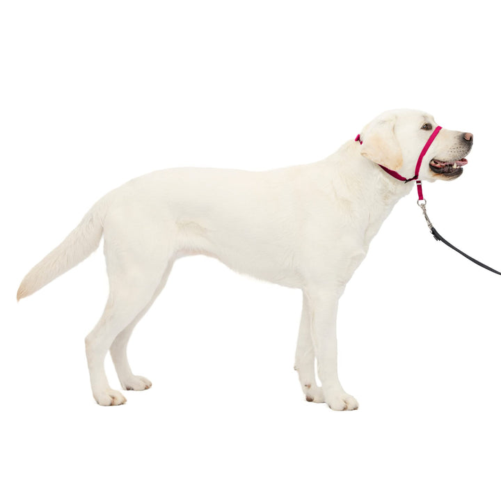 Gentle Leader No-Pull Dog Headcollar - The Ultimate Solution to Pulling - Redirects Your Dog&#39;s Pulling for Easier Walks - Helps You Regain Control - Large, Raspberry Pink