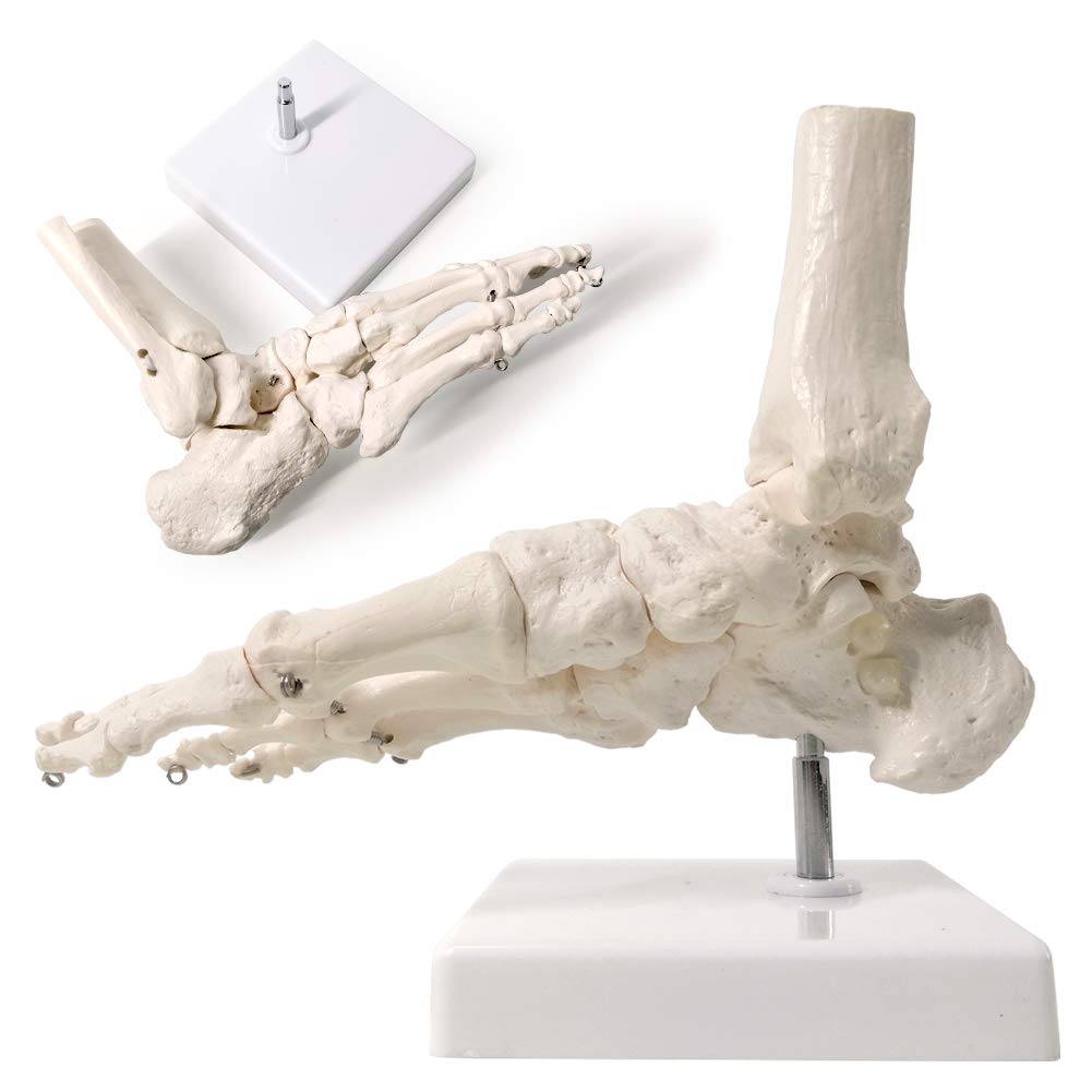 Evotech Scientific Human Foot and Ankle Model, Life Size Medical Anatomy Foot Skeleton Model W/Tibia Fibula, Right, Fully Articulated, Human Skeleton Model for Medical Study &amp; Science Classroom
