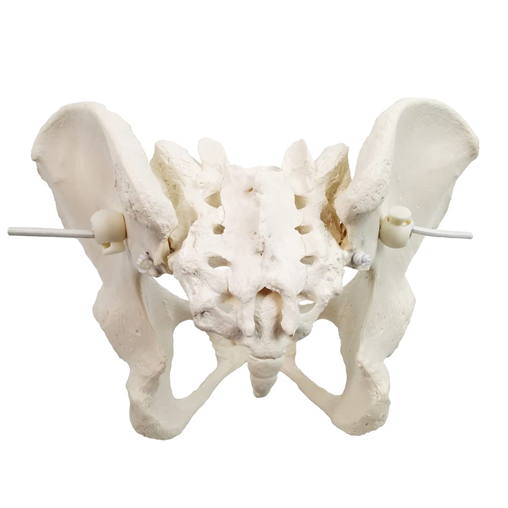 Evotech Flexible Female Pelvis Model On Elastic, Life Size Female Pelvic Skeleton Model W/Bungee, Anatomy Medical Model for Science Education, Midwife in Obstetrics, Gynecology &amp; Patent Communication