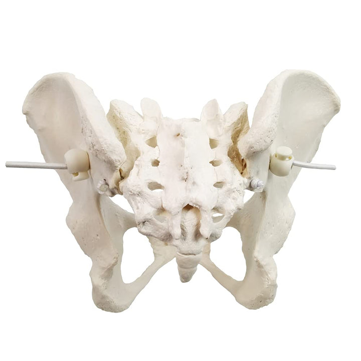 Evotech Flexible Female Pelvis Model On Elastic, Life Size Female Pelvic Skeleton Model W/Bungee, Anatomy Medical Model for Science Education, Midwife in Obstetrics, Gynecology &amp; Patent Communication