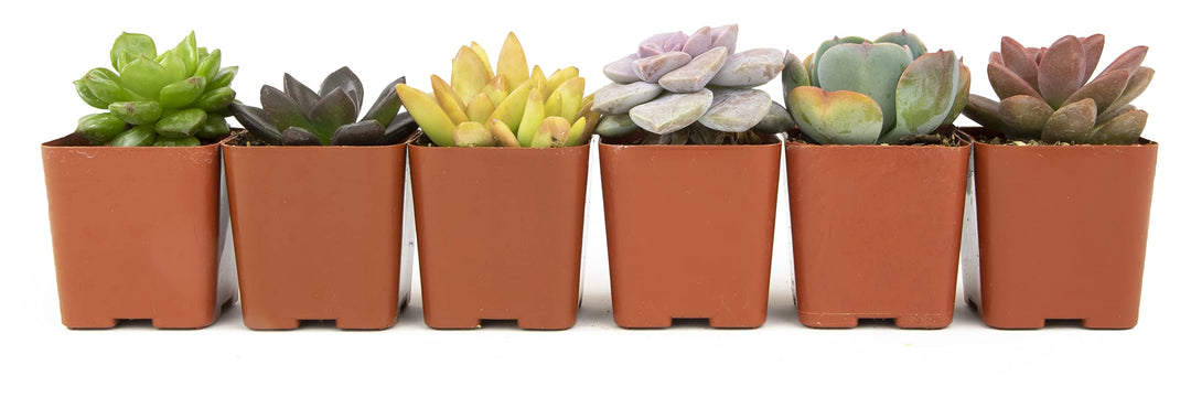 Succulents Plants Live (6PK) Potted Succulent Plants Live House Plants, Cactus Plants Live Plants Indoor Plants Live Houseplants, Indoor Plant Succulents Live Plant House Plant
