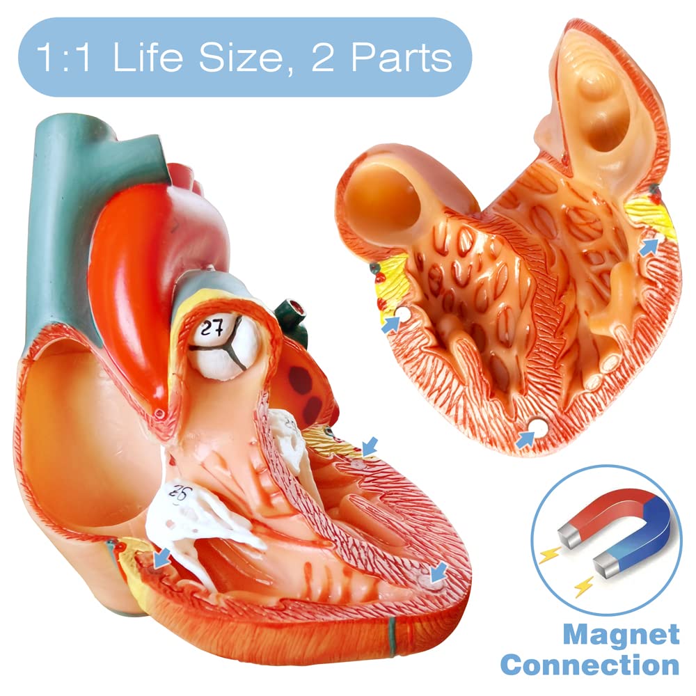 Human Heart Model For Anatomy, 2 - Part Heart Models Anatomy Life Size Medical Heart Model for Classroom and Cardiology Study