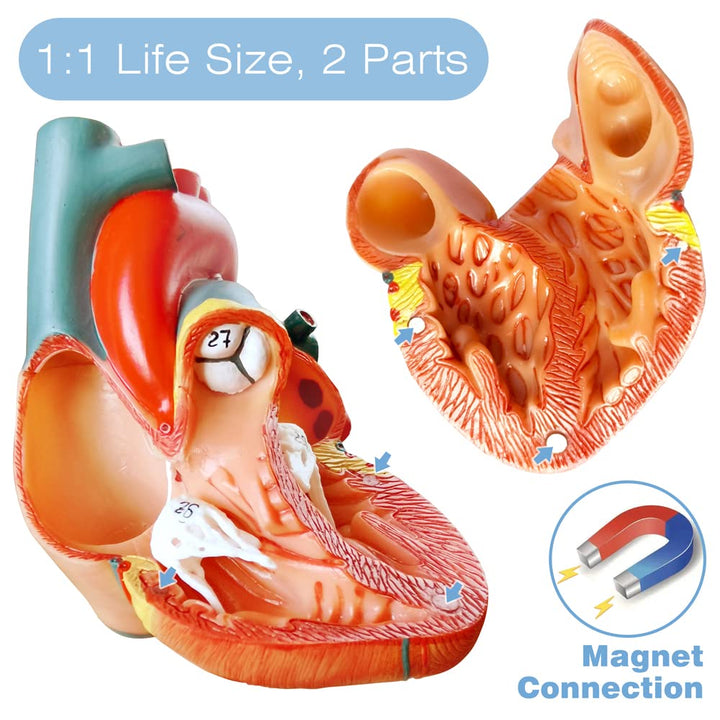 Human Heart Model For Anatomy, 2 - Part Heart Models Anatomy Life Size Medical Heart Model for Classroom and Cardiology Study