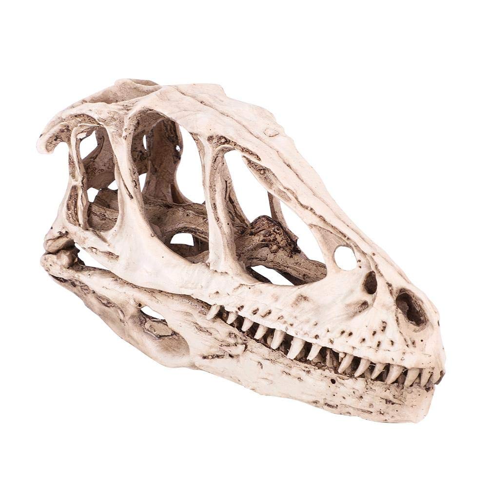 Fdit Resin Dinosaur Skull Model Simulated Animal Skeleton Home Office Decor Craft Teaching Prop