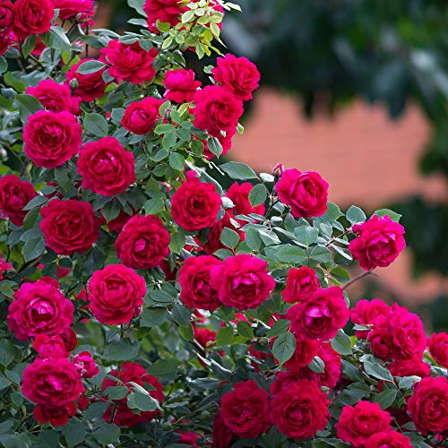 Jobe&#39;s Rose Fertilizer Spikes, Easy Plant Care Plant Fertilizer for Rose, Hydrangea, Hibiscus, Azalea, and Other Flowering Shrubs, 10 Count