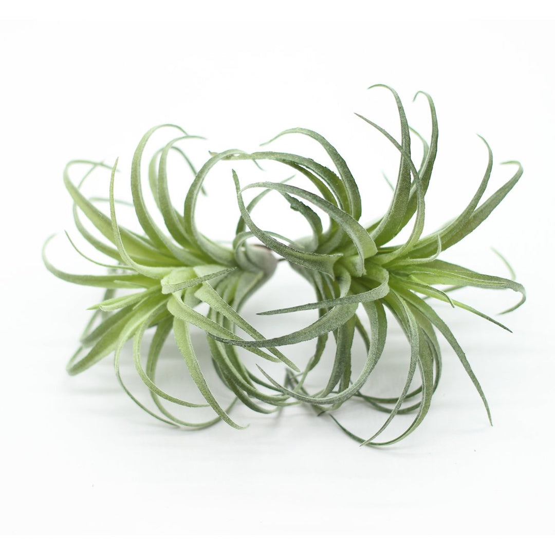 ZJCilected 2PCS Artificial Flocking Tillandsia Air Plan