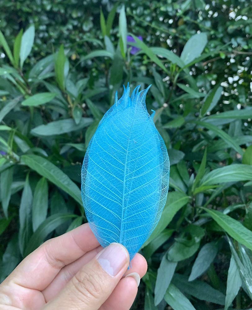 100 Pcs Mixed Colors 4-5 Inches Skeleton Leaves Rubber Tree Natural Scrapbook Craft, Card Wedding, DIY Craft, Bouquets, Seasonal Gift Large Leaves