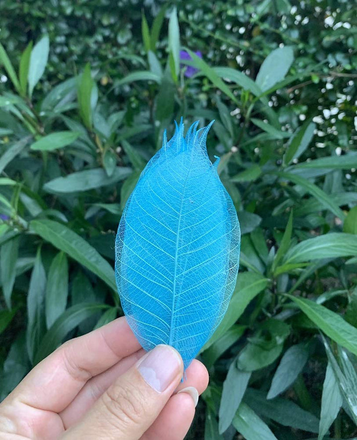 100 Pcs Mixed Colors 4-5 Inches Skeleton Leaves Rubber Tree Natural Scrapbook Craft, Card Wedding, DIY Craft, Bouquets, Seasonal Gift Large Leaves