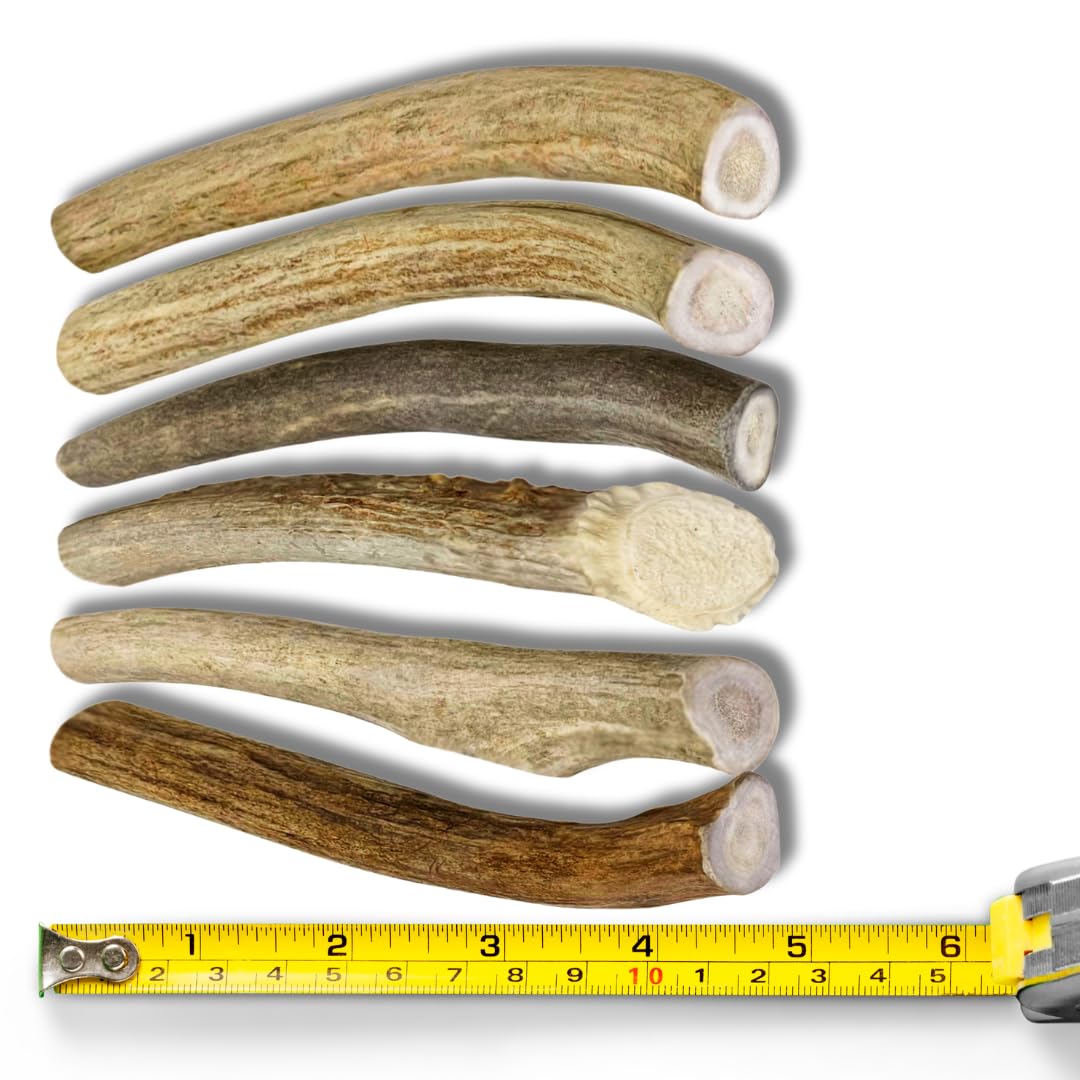 - Antlers for Small Dogs (6 Pack) Deer Antler Dog Chew Bones for Small Aggressive Chewers - Long Lasting Horn Chew Toys - Naturally Shed