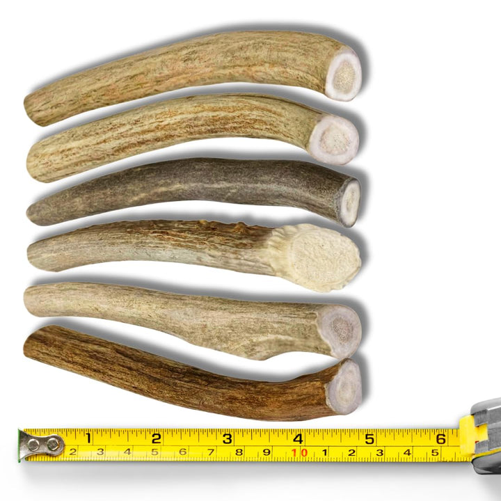 - Antlers for Small Dogs (6 Pack) Deer Antler Dog Chew Bones for Small Aggressive Chewers - Long Lasting Horn Chew Toys - Naturally Shed