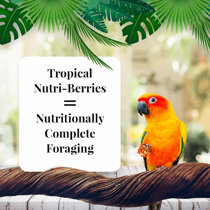Tropical Fruit Nutri-Berries Conure Food, Made with Non-GMO and Human-Grade Ingredients, for Conures (Tropical Fruit 10 oz)