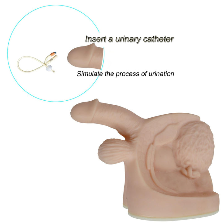 INTBUYING Male and Female Catheter Anatomy Model auatomy Model of Urinary Systemm and Urinary Mold Male and Female Genitals Model for Clinical Teaching