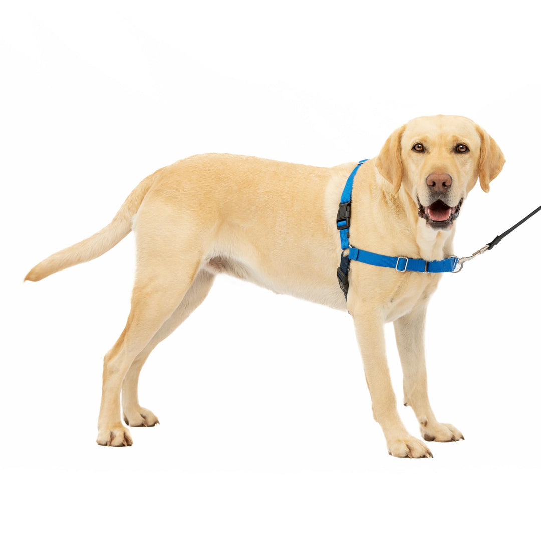 Easy Walk No-Pull Dog Harness - The Ultimate Harness to Help Stop Pulling - Take Control &amp; Teach Better Leash Manners - Helps Prevent Pets Pulling on Walks, Large, Royal Blue/Navy Blue