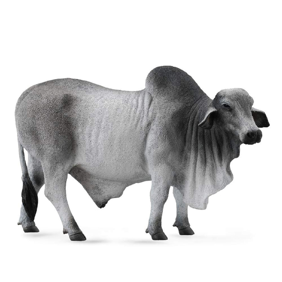 CollectA 88579 Grey Polled Brahman Bull, 5.3L x 3.3H , Gray