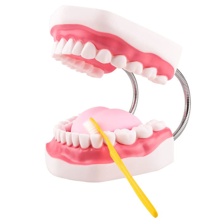 Ultrassist Mouth Model Metal Hinge for Speech Therapy, 