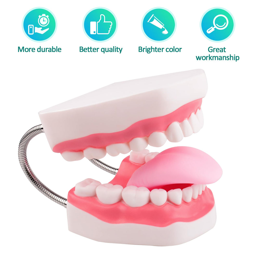 Ultrassist Mouth Model Metal Hinge for Speech Therapy, 