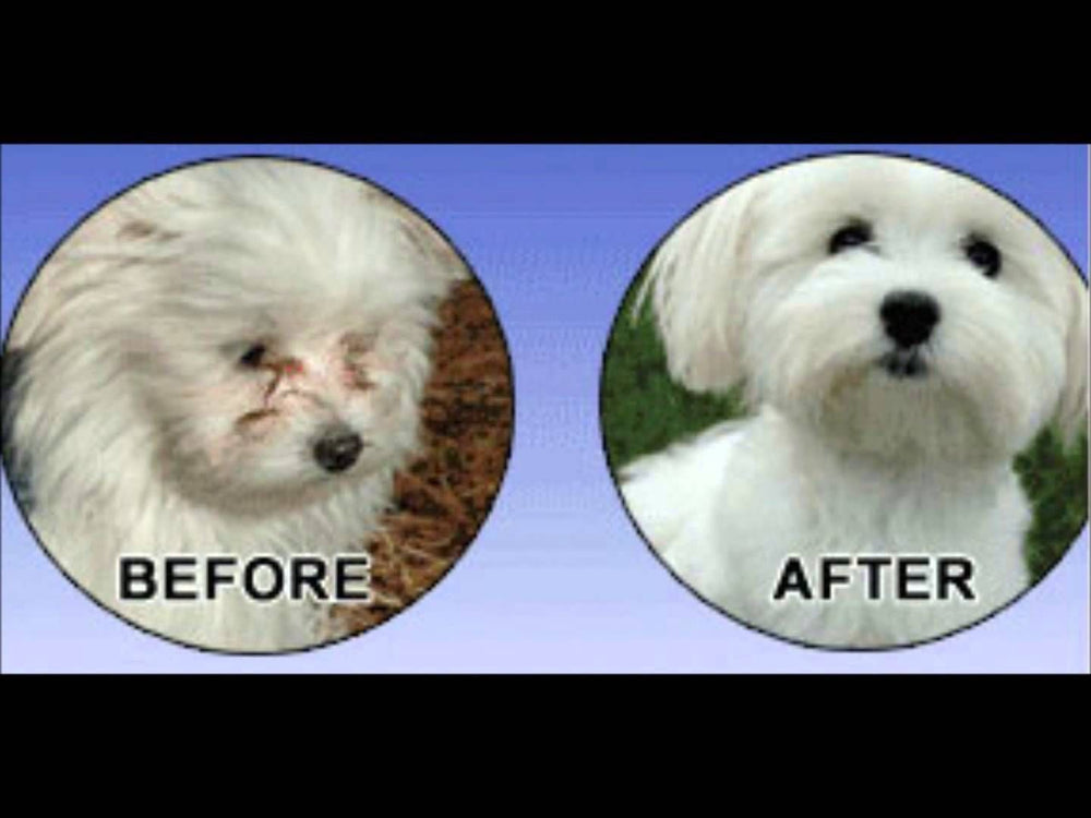 Natural Tear Stain Prevention Sweet Potato Powder for Dogs | All Breeds | No Wheat No Corn | Daily Support for Eye Health | Proprietary Formula |Limited Ingredients | Vegetarian | 75g