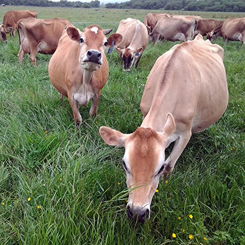 Raw Grass Fed Whey - Happy Healthy Cows, COLD PROCESSED Undenatured 100% Grass Fed Whey Protein Powder, GMO-Free + rBGH Free + Soy Free + Gluten Free + No Added Sugar, Unflavored, Unsweetened (12 OZ)