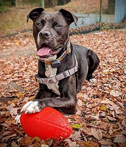 Football Dog Toy, 8 Inches, Orange