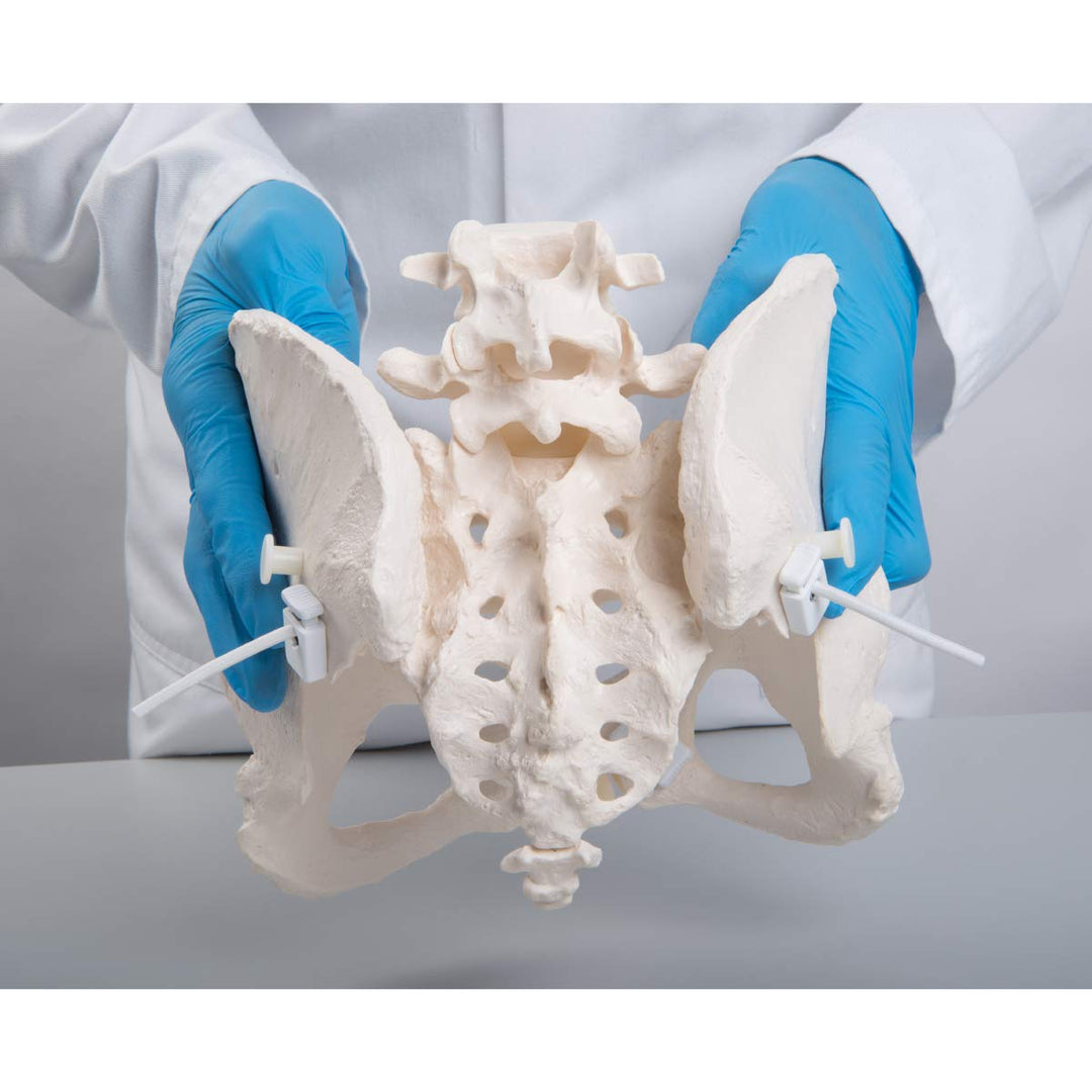 GmbH 1019864 Flexible Female Pelvis Model, Life Size, Bone
