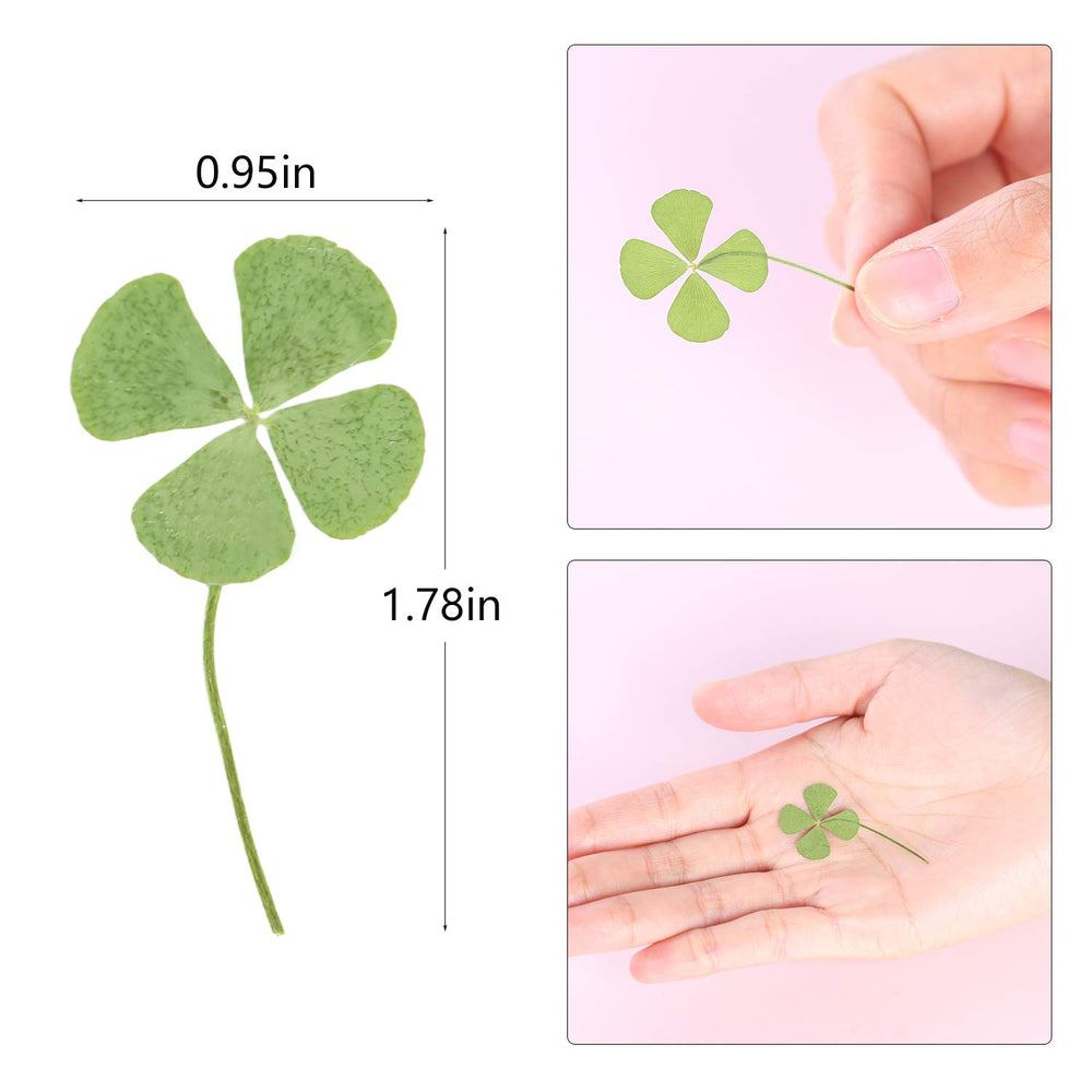 KKC 24 Pcs Four-Leaf Clover Natural Pressed Dried Leaves Real Leaf Plant for DIY Jewelry Art Craft
