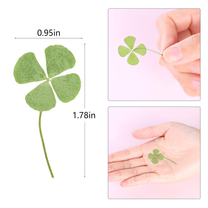 KKC 24 Pcs Four-Leaf Clover Natural Pressed Dried Leaves Real Leaf Plant for DIY Jewelry Art Craft