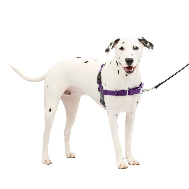Easy Walk No-Pull Dog Harness - The Ultimate Harness to Help Stop Pulling - Take Control &amp; Teach Better Leash Manners - Helps Prevent Pets Pulling on Walks, Medium/Large, Deep Purple/Black