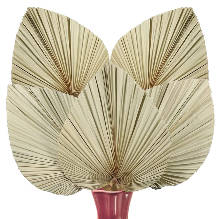 5 Pieces Dried Palm Leaves Natural Dried Palm Fans, 18 Inch Large Boho Dry Leaves Decor for Home Kitchen Wedding