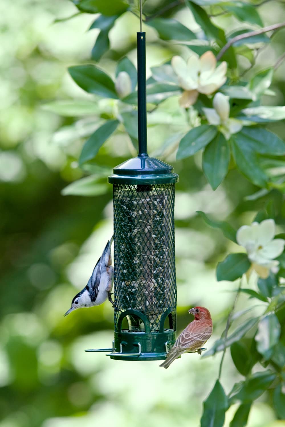 Mini Squirrel-proof Bird Feeder w/4 Metal Perches, 1.3lbs Seed Capacity, garden green