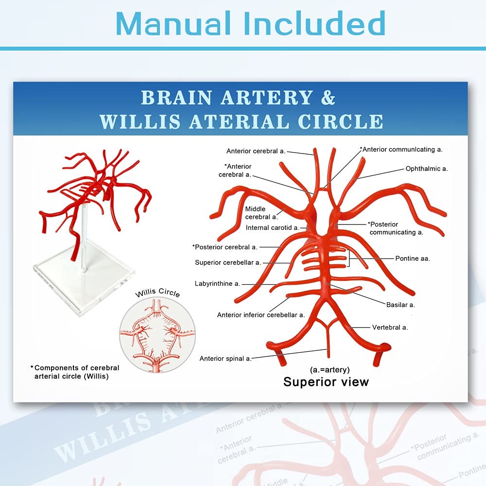 Evotech Brain Artery Model, Life Size Intracranial Arte